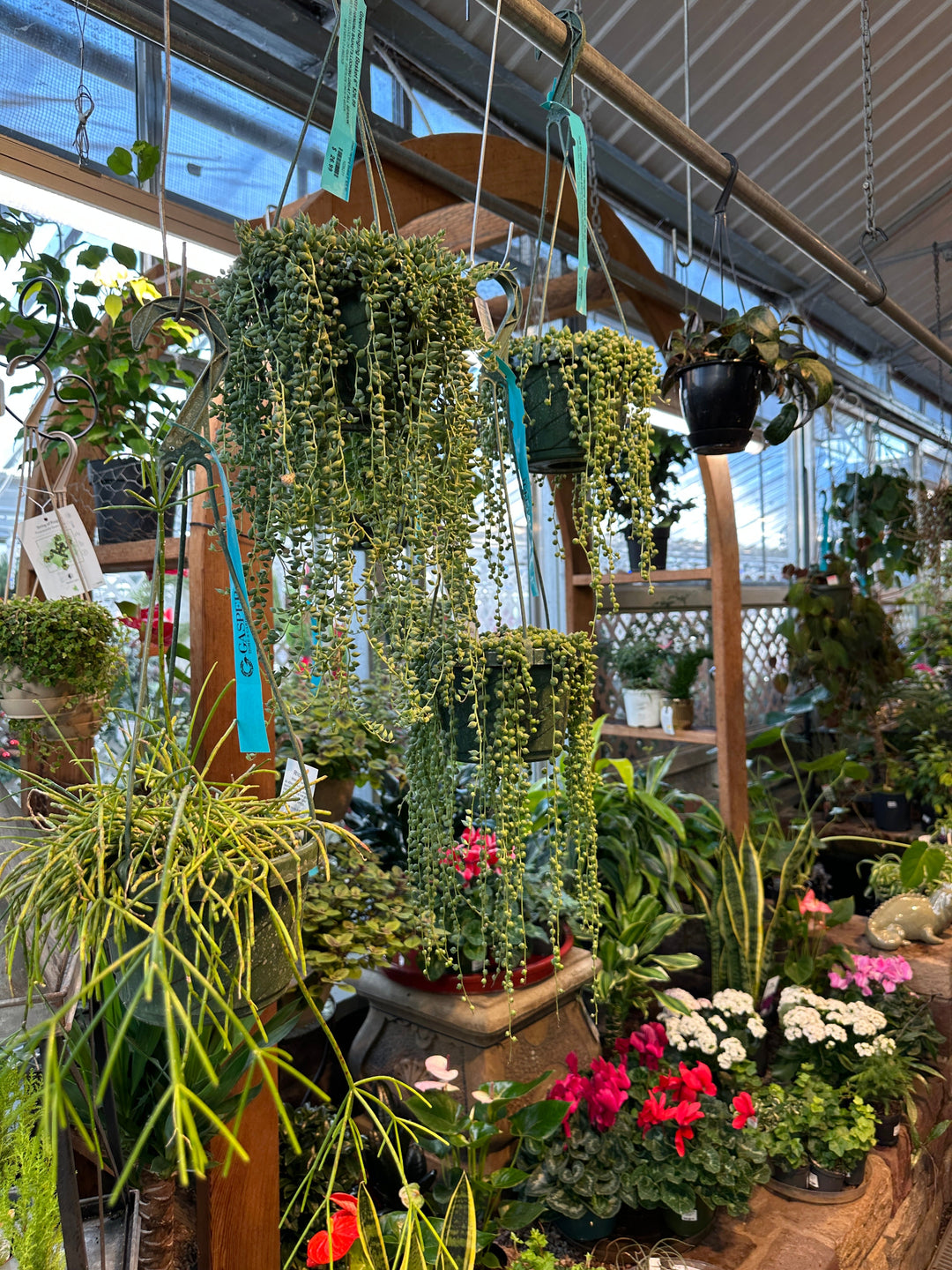Houseplants