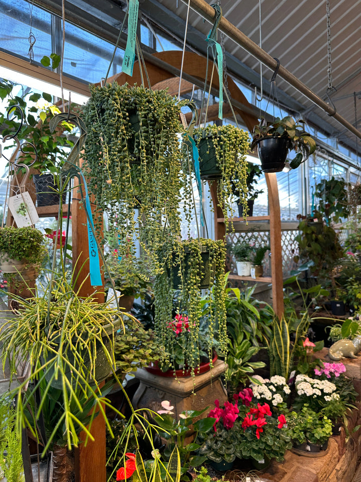 Houseplants