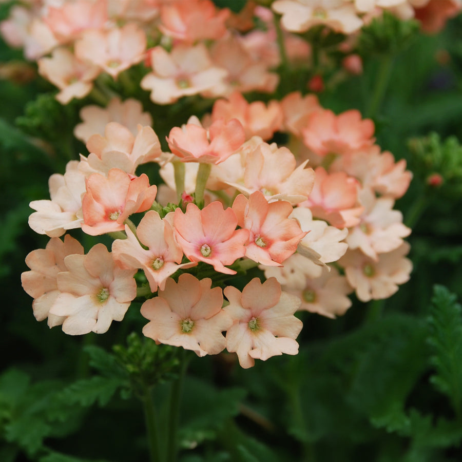 Verbena