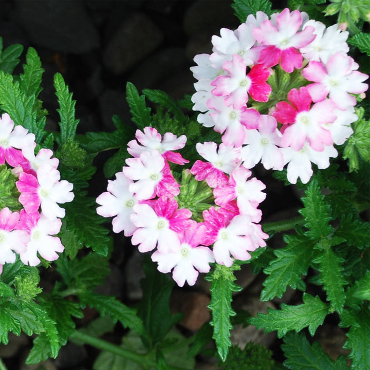 Verbena