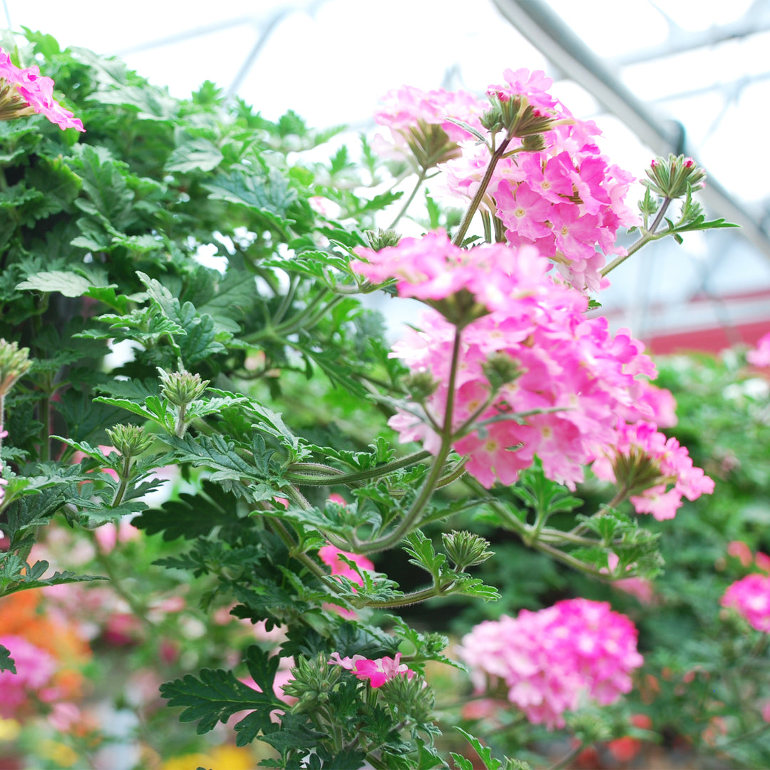 Verbena
