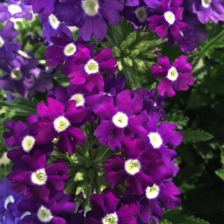 Verbena