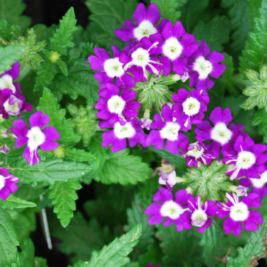 Verbena