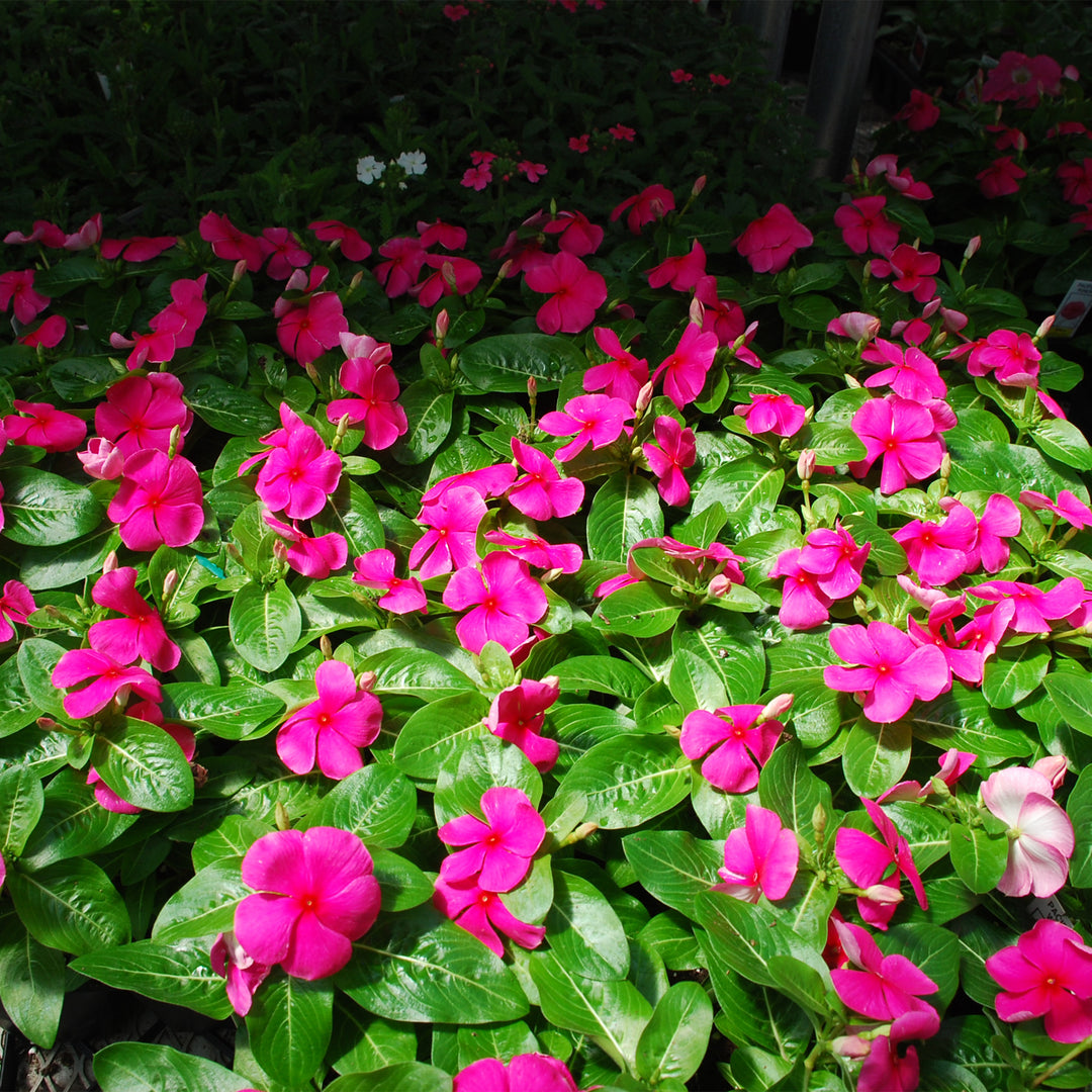 Annual Vinca