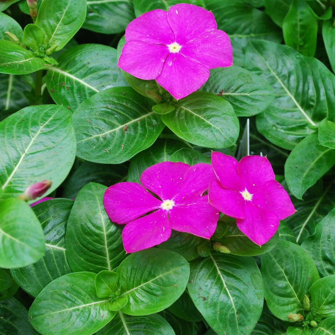Annual Vinca