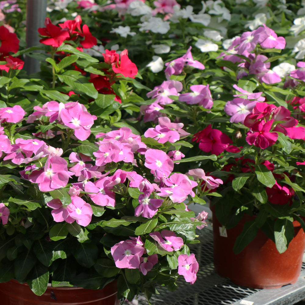 can you plant vinca in pots Annual Vinca – Gasper Home & Garden