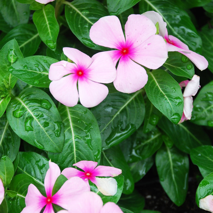 Annual Vinca