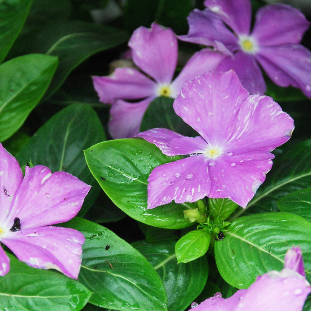 Annual Vinca