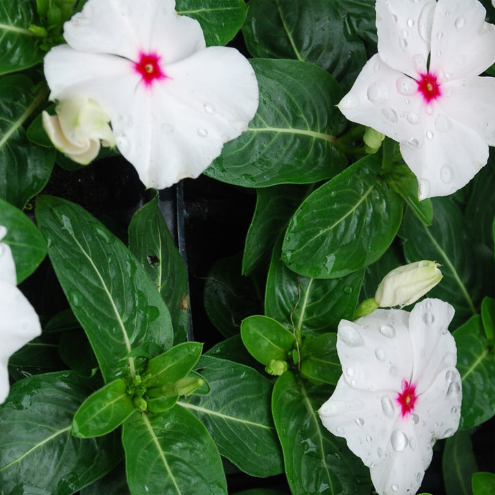 Annual Vinca