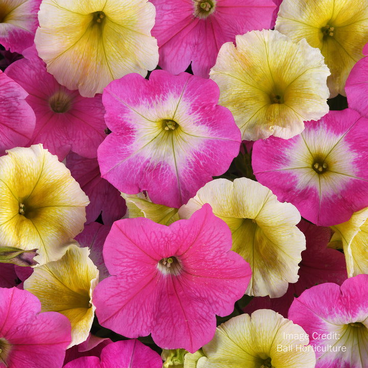 Wave® Petunia