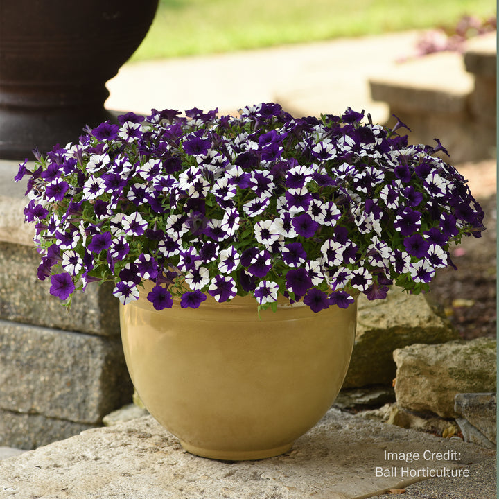 Wave® Petunia