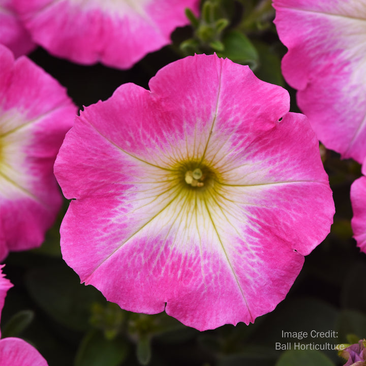 Wave® Petunia