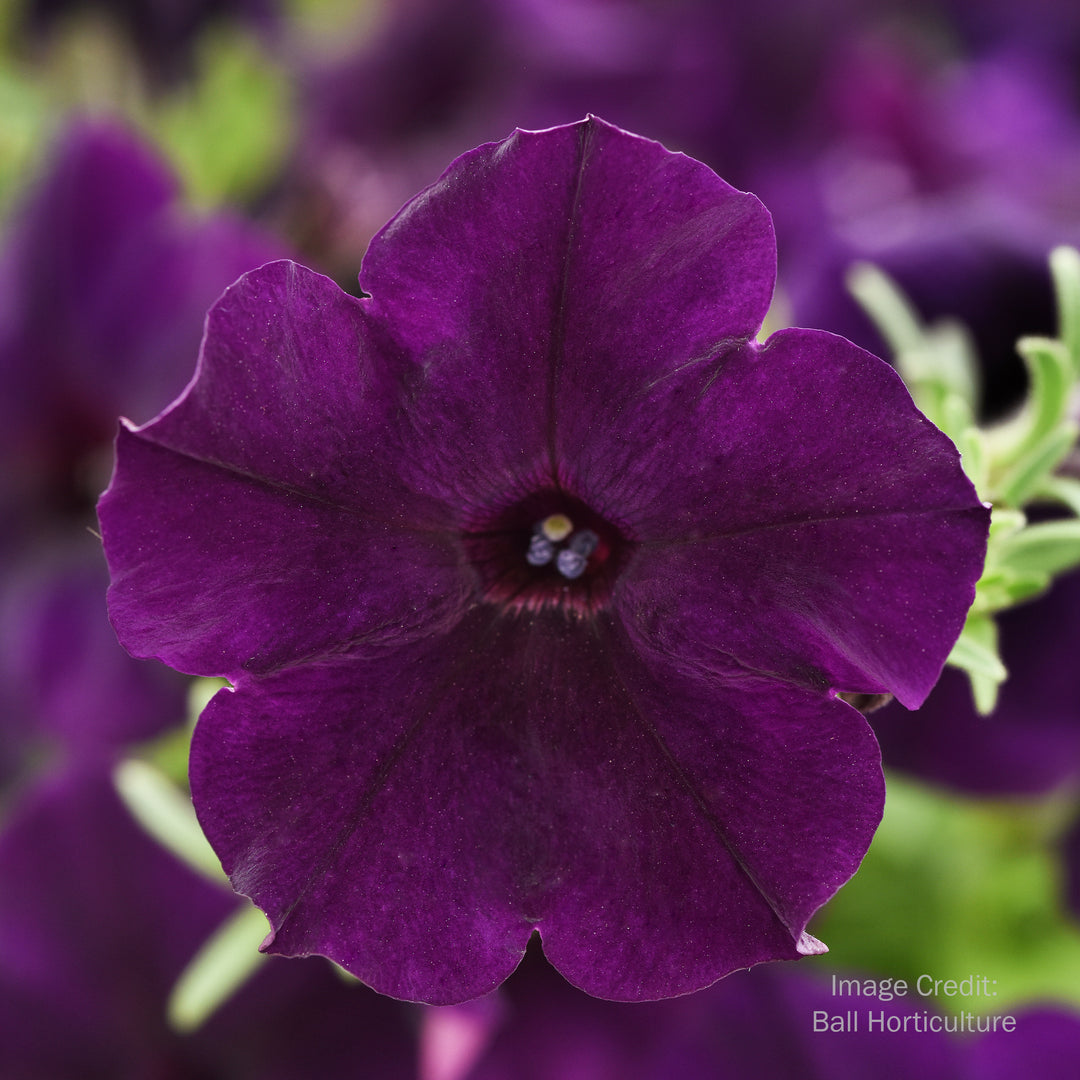 Wave® Petunia