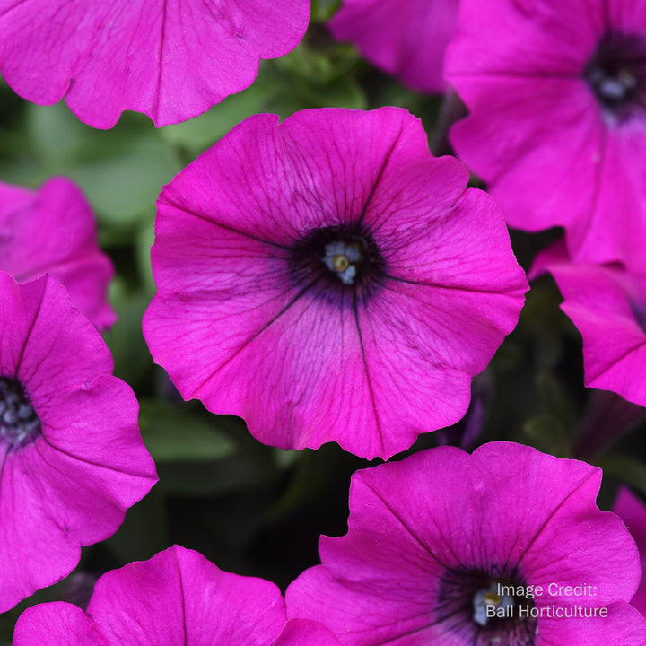 Wave® Petunia