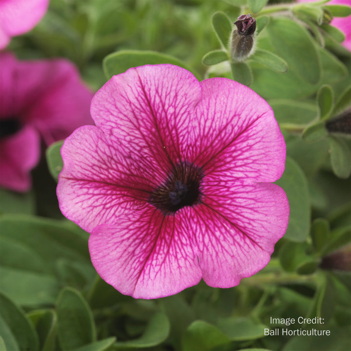 Wave® Petunia