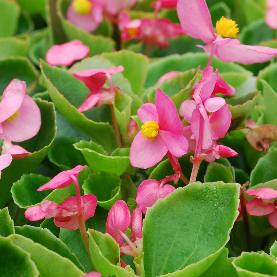 Wax Begonia
