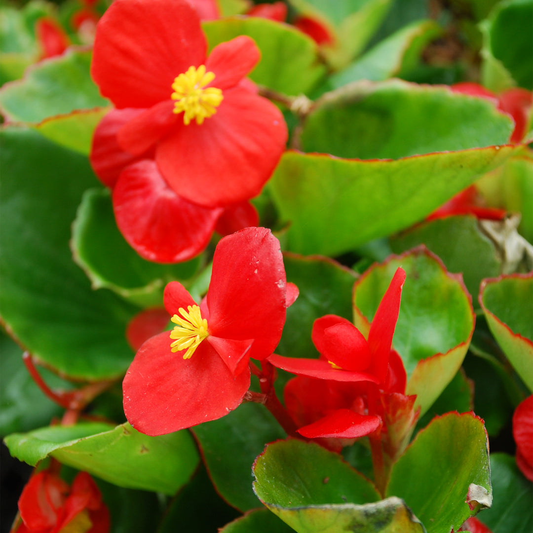 Wax Begonia