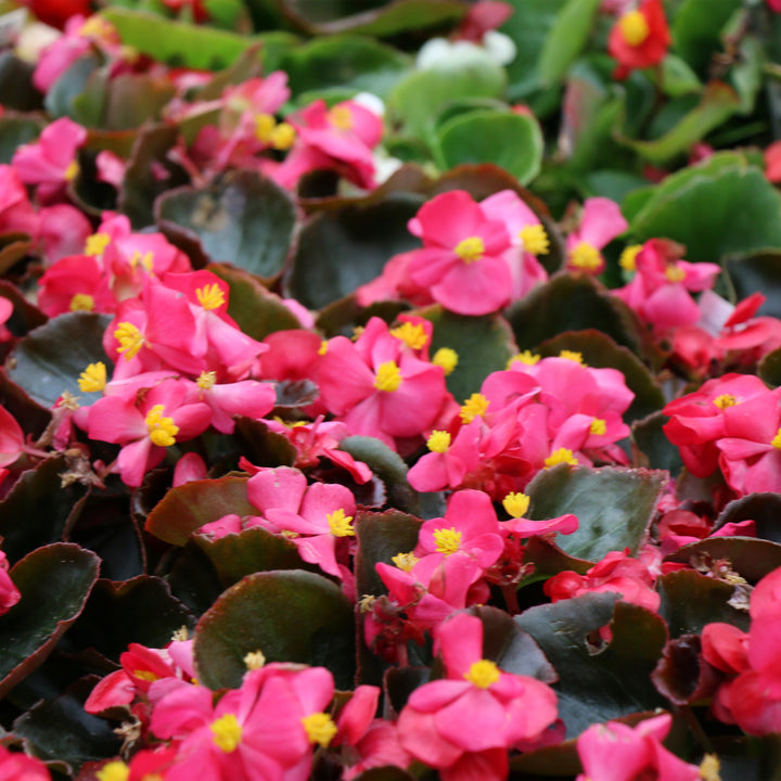 Wax Begonia