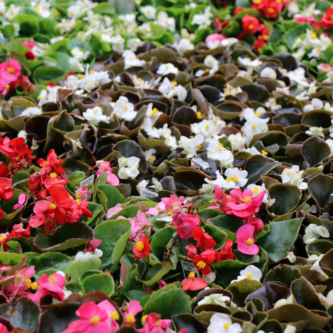 Wax Begonia
