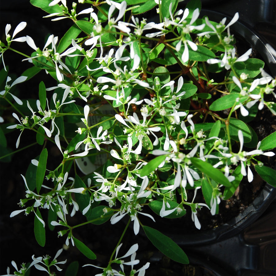 White Euphorbia