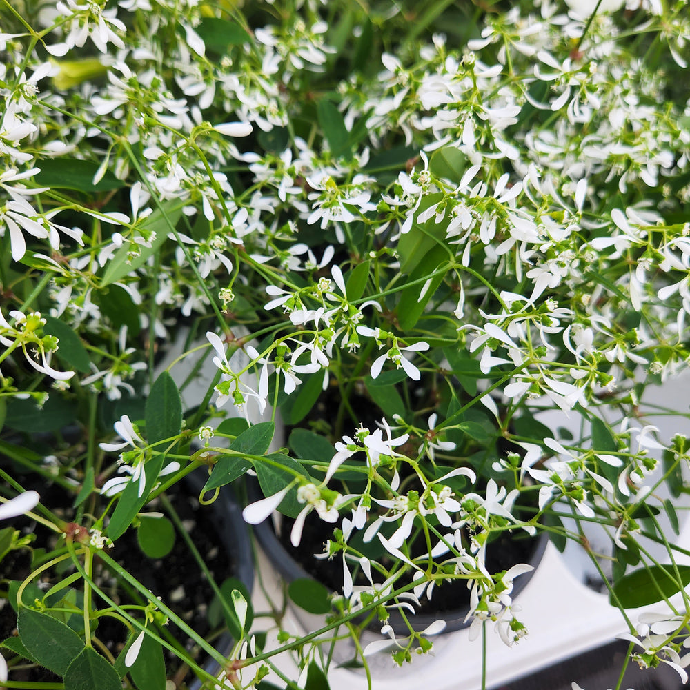 White Euphorbia