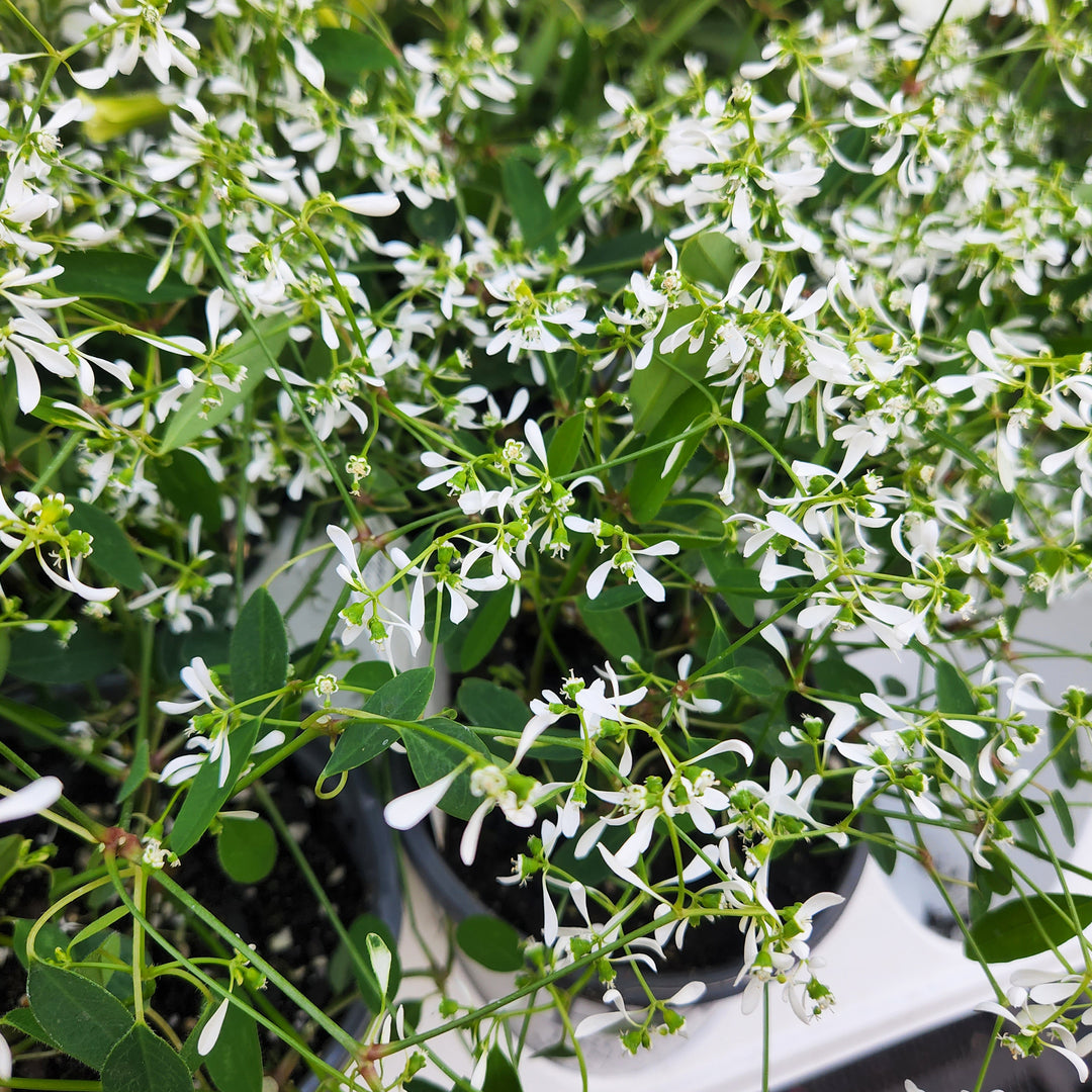 White Euphorbia