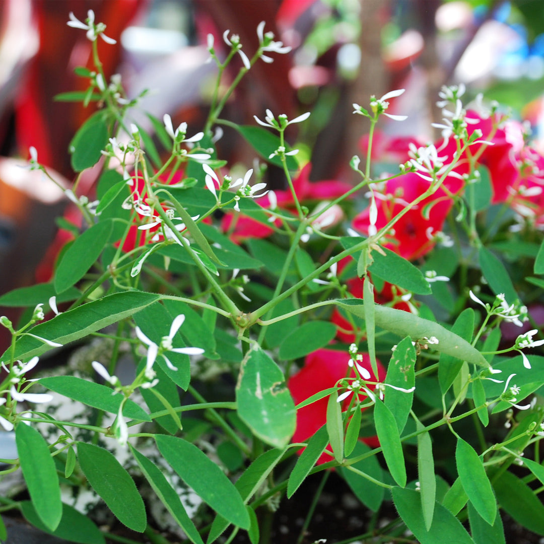 White Euphorbia