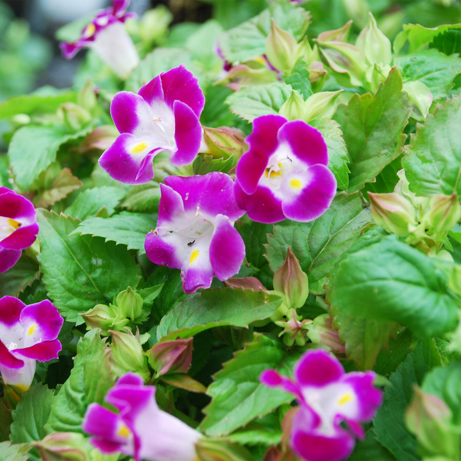 Torenia