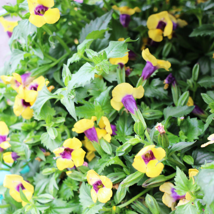 Torenia