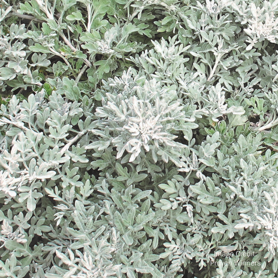 Wormwood