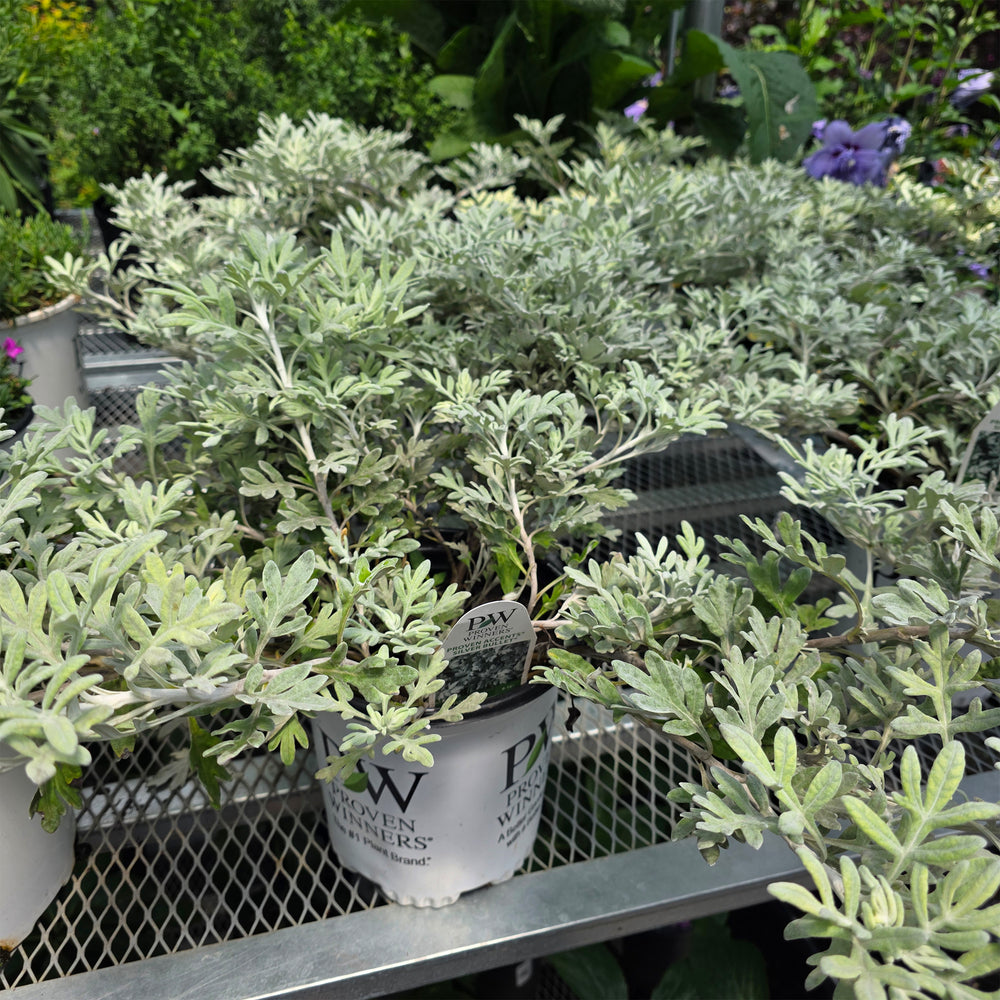 Wormwood