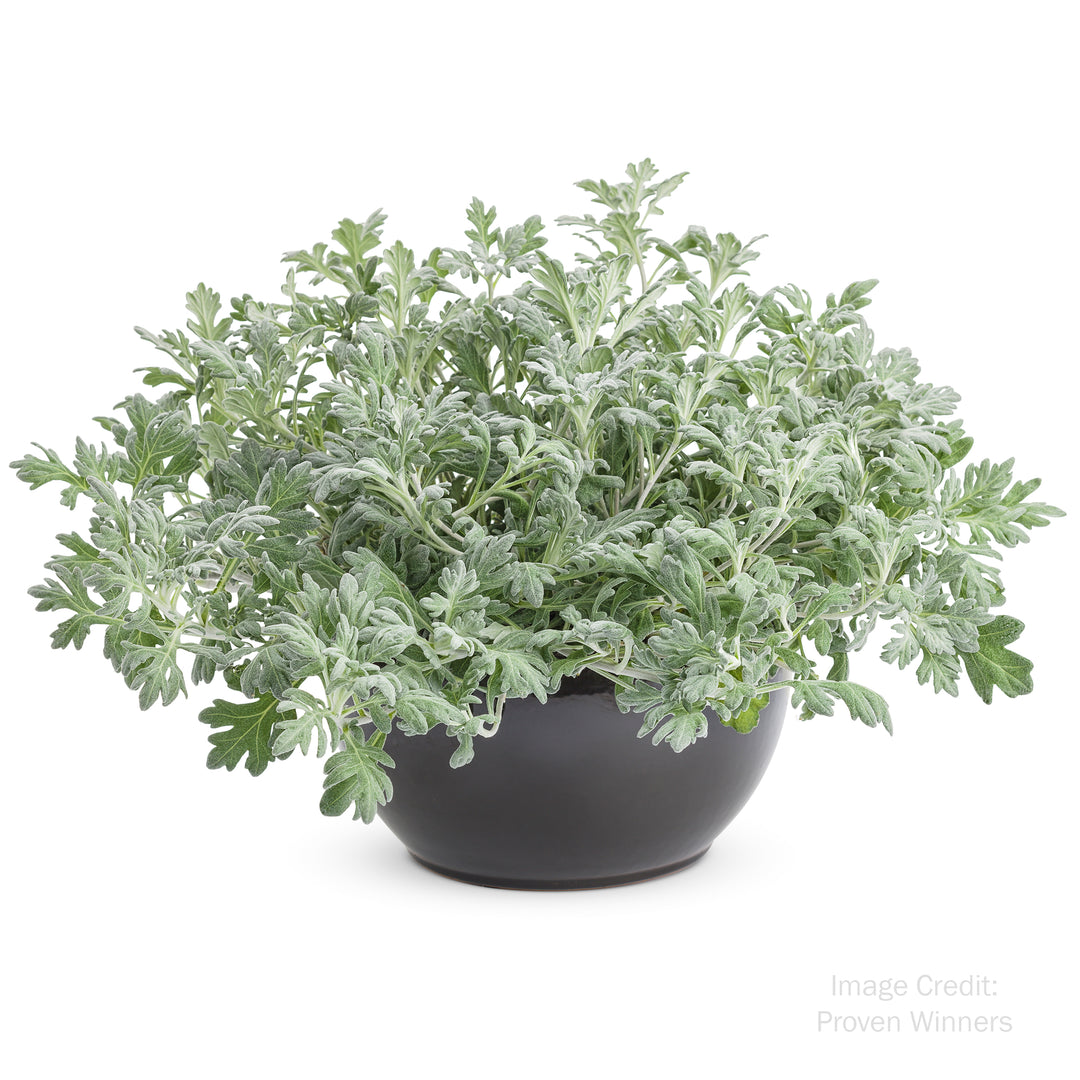 Wormwood