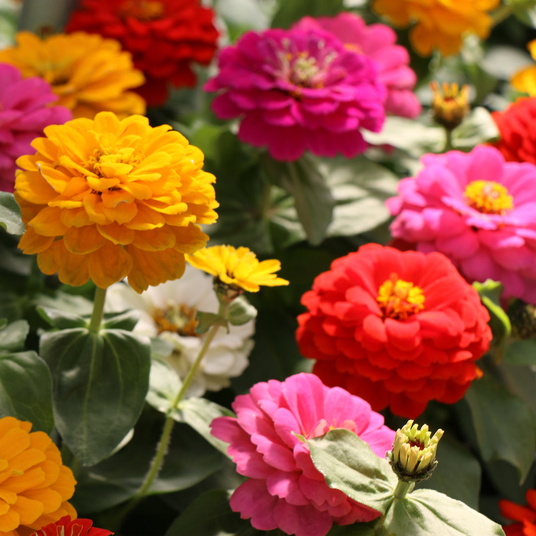Zinnia