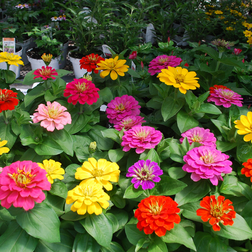 Zinnia