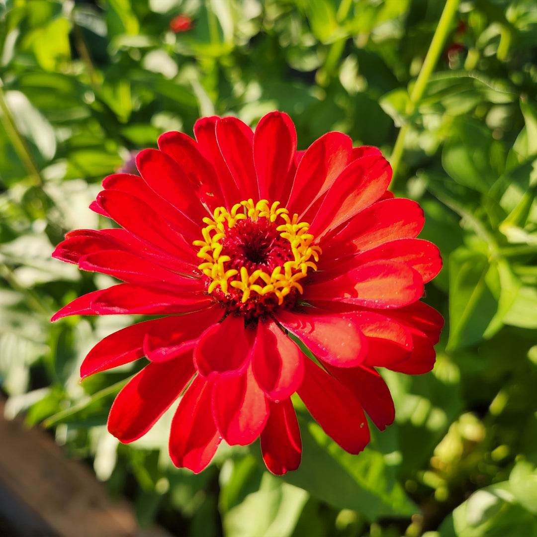 Zinnia