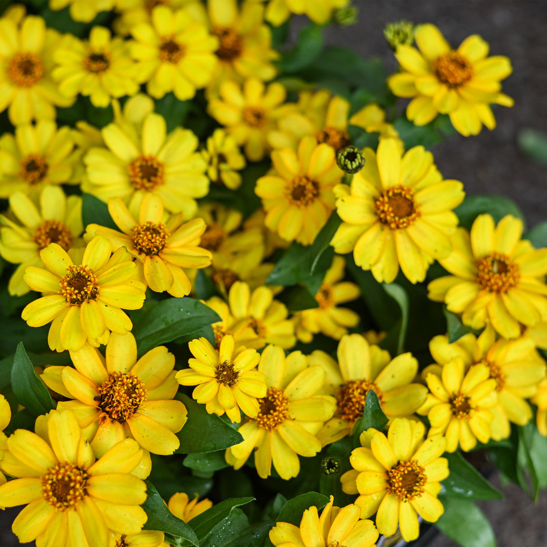 Zinnia