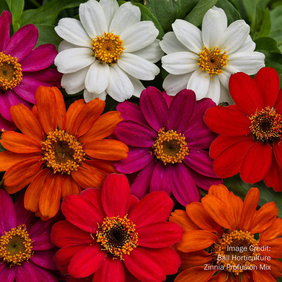 Zinnia