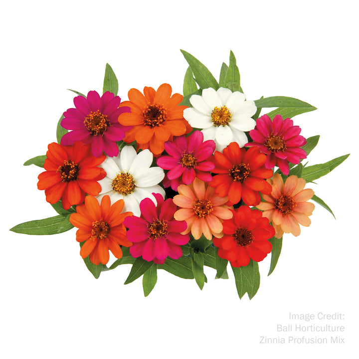 Zinnia