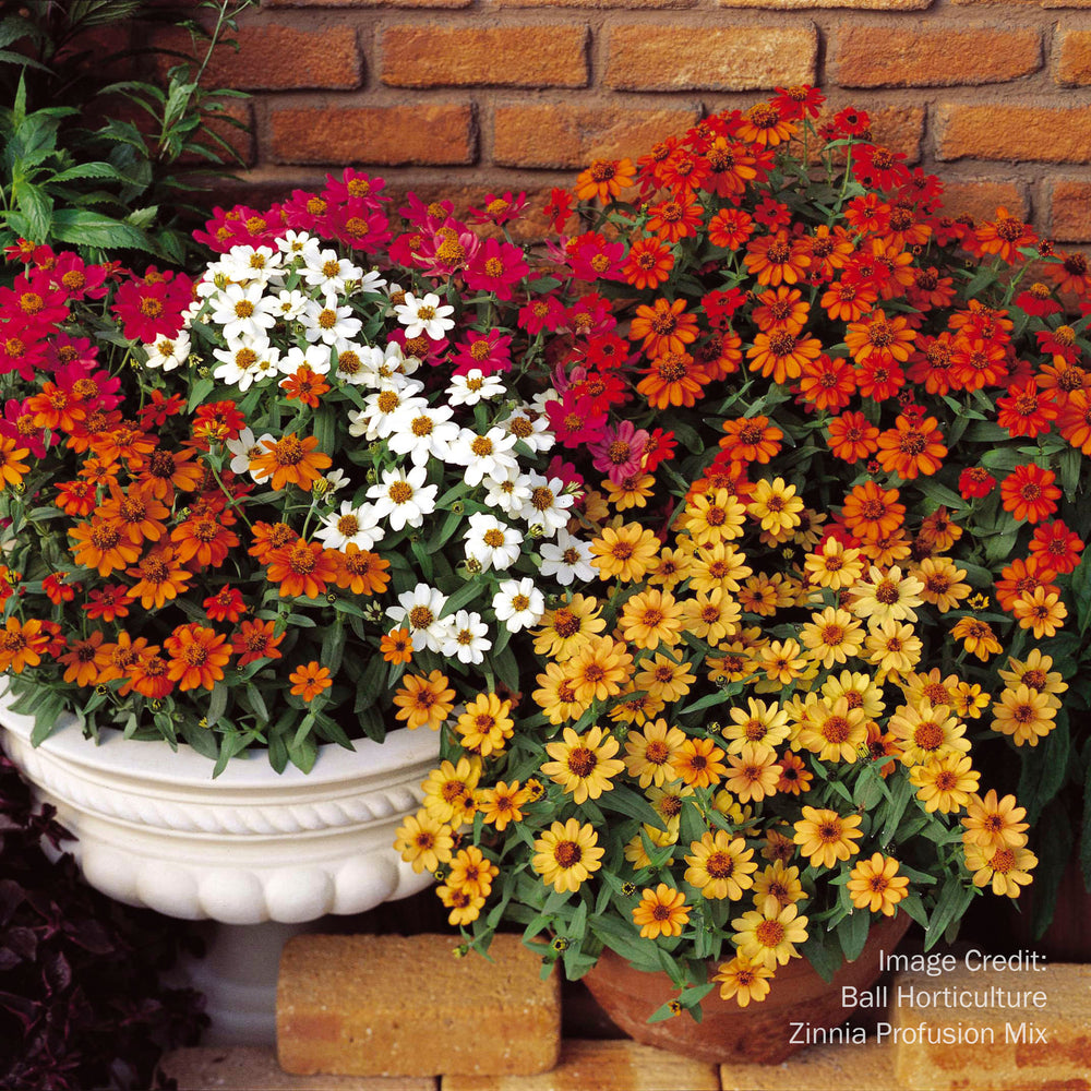Zinnia