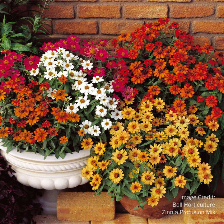 Zinnia