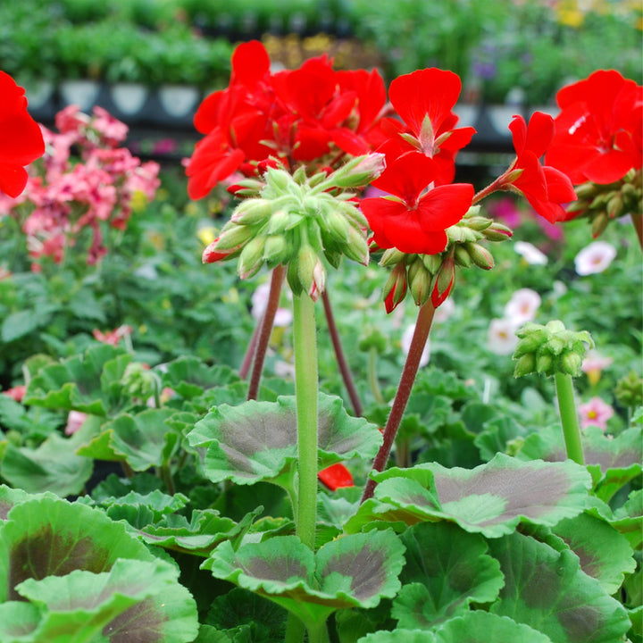Zonal Geranium