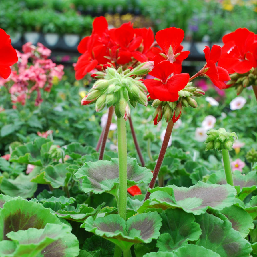 Zonal Geranium