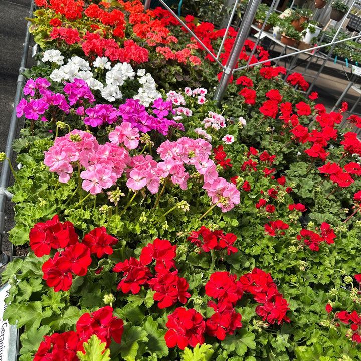 Zonal Geranium