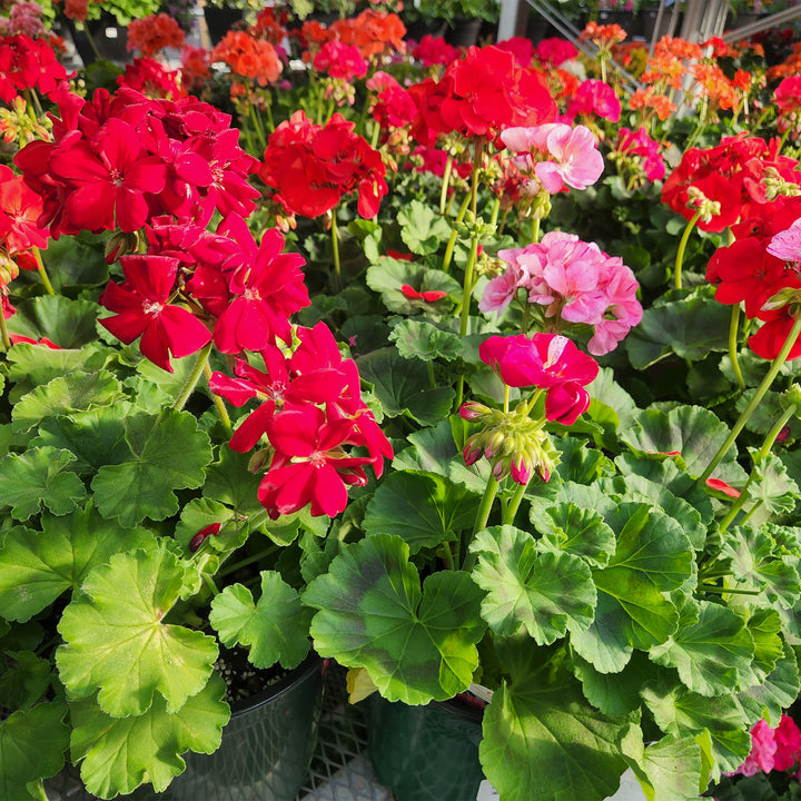 Zonal Geranium