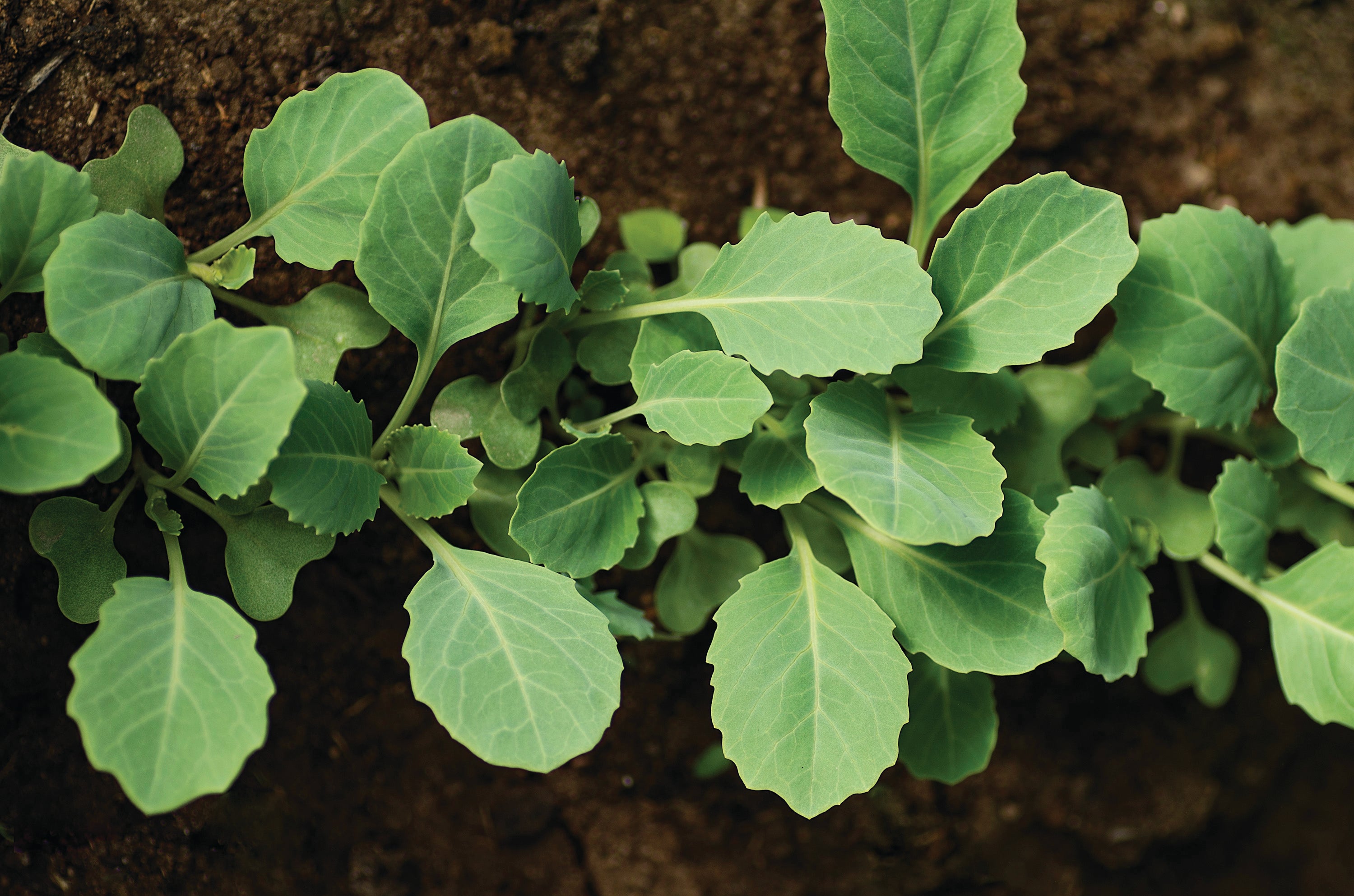 cabbage leaves sprouting from soil