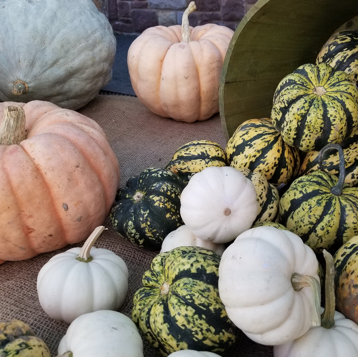 Pumpkins Galore