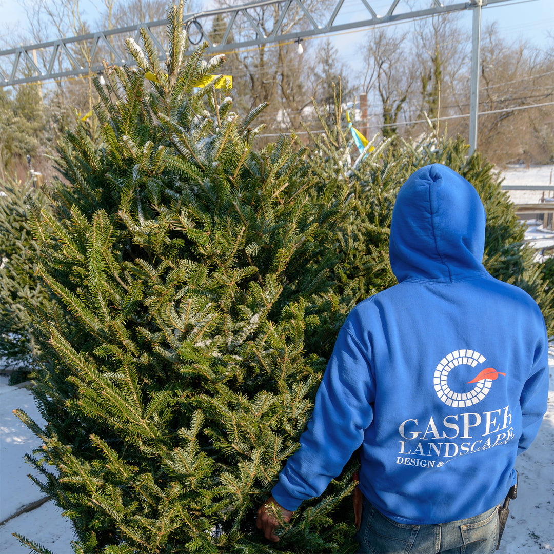 Fresh Christmas Trees