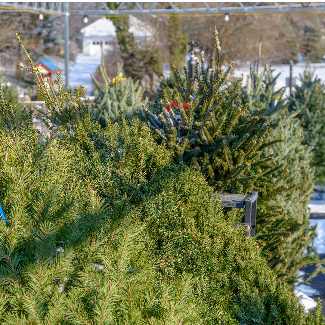 Fresh Christmas Trees