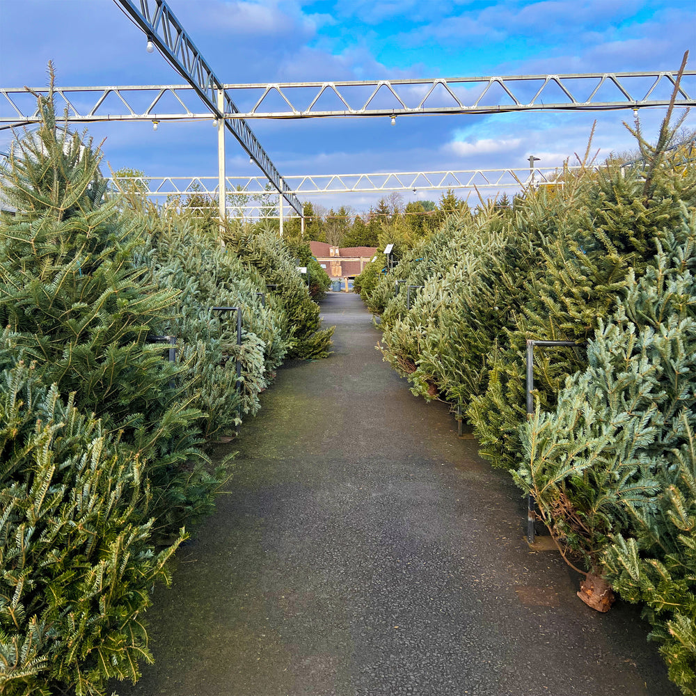 Fresh Christmas Trees