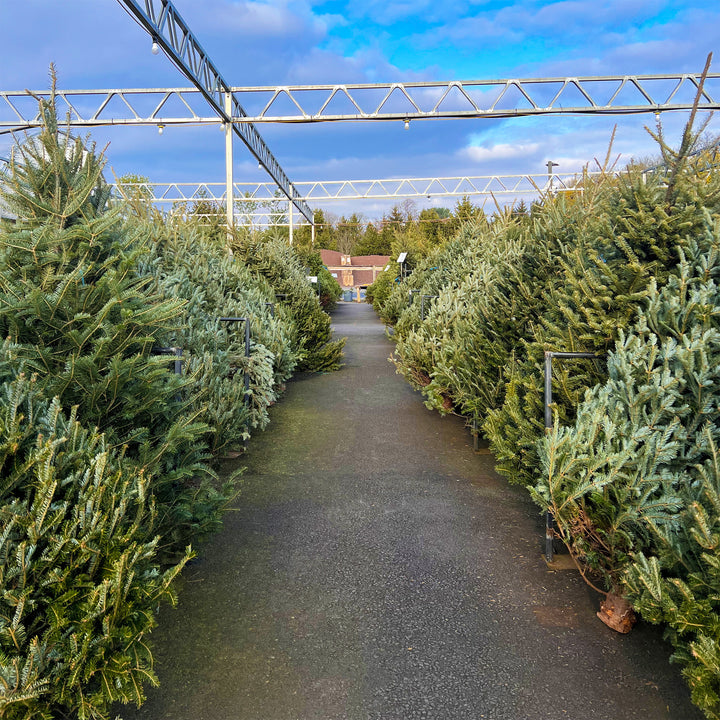Fresh Christmas Trees
